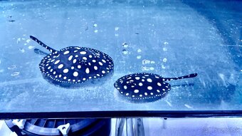 Potamotrygon Black Diamond - 2