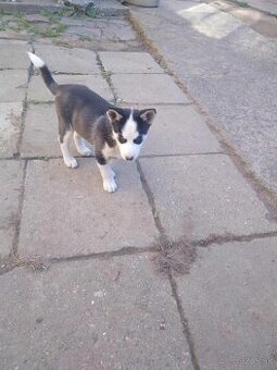sibírsky husky/hasky - platný do zmazania - 2