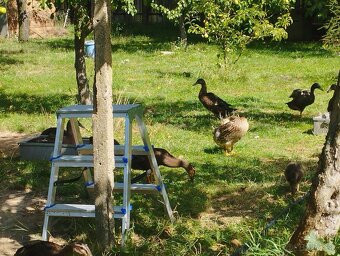 Predám Kačky indický bežec cena dohodou - 2