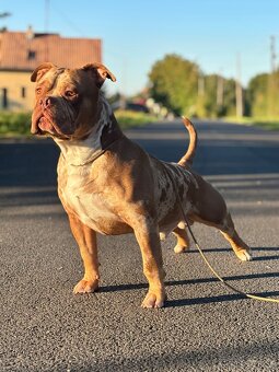 American Bully - 2