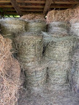 Seno tohtoročné - 2