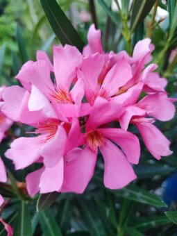 oleandre - mladé zakorenené rastlinky v kvetináčoch - 2