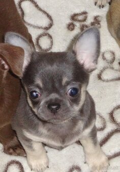 čivava krátkosrstá - 2