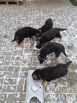 Nemecký ovčiak šteniatka - 2