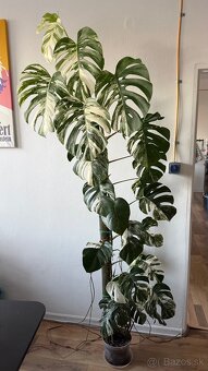 Monstera Albo Varriegata - 2