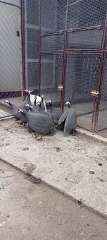 Predám perličky - 2