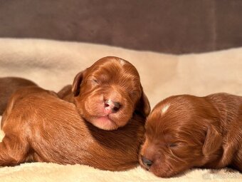 Cavapoo - 2