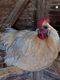 Kohúti paduan tricolor, ameraucana, hedemora - 2