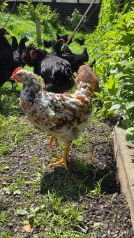 Australorp - 2