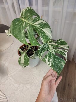 Monstera albo variegata - 2