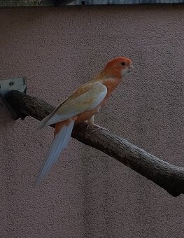 Penant oranžino albino - 2