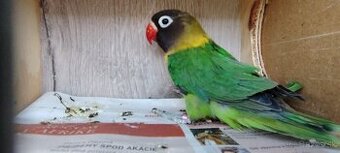 Agapornis škraboskovy - 2