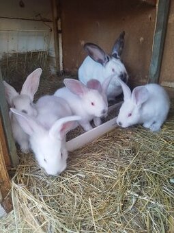 Predávam samicu hila s mladými zajčíkamiy - 2