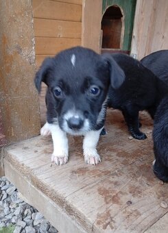 DARUJEM ŠTENIATKA - 2