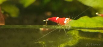 Super red crystal krevetky - 2