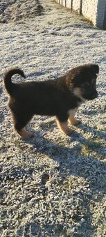 Darujem psyky nemecky ovciak-križene - 2