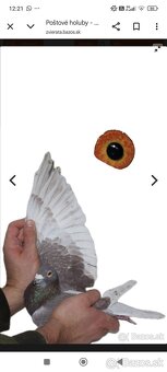 Poštové holuby - 2