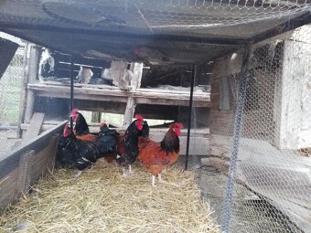 Predám domáce kohútov - 2