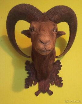 Predám vypreparovanú hlavu muflóna. - 2