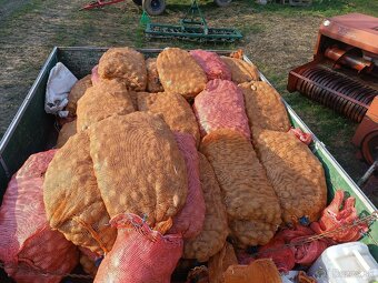 Sadzbove zemiaky SORAYA - 2