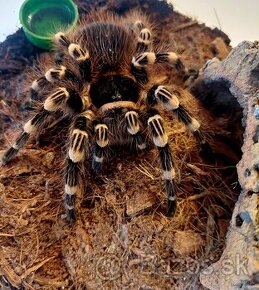 Acanthoscurria Geniculata samička - 2