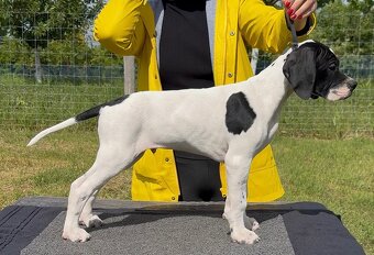 Pointer - anglický pointer - 2