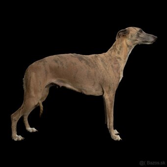 Whippet s PP - 2