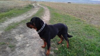 Rottweiler, rotvajler - 2