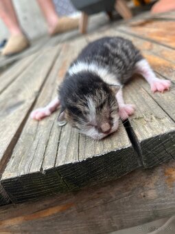 🐾 Darujem mačiatka 🐾 - 2
