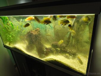 Predám 240 l akvárium - 2