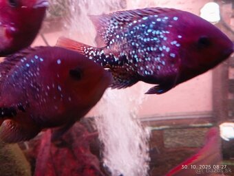 sermaprochilodus tanierus+mix - 2