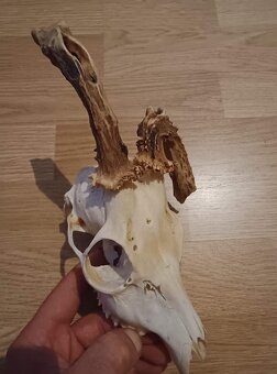 Trofej trofeje parohy parožie zhody.,. - 2