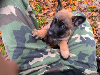 Šteniatka belgického ovčiaka - 2