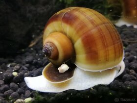 Slimák Ampularia hnedá 1€ - 2