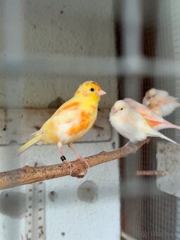 Predám kanárikov a mexických hýľov - 2