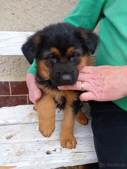 Nemecký ovčiak šteniatka - 2