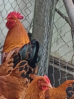 Predám kohút Hempsir - 2