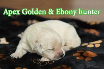 Zlatý retriever - 2