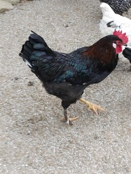 Kohút 🐓 - 2