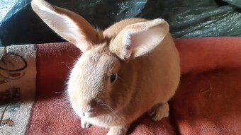 Predaj králikov - 2