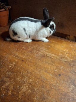 Predám české strakače - 2