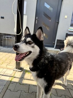 Sibírsky husky Fenka - 2