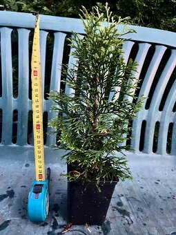 Na predaj: Thuja occidentalis – 30 cm zdravé sadenice - 2