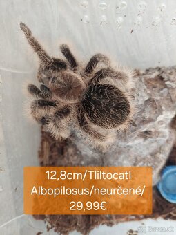 Sklípkani, Tarantule, Pavúky, Vtáčkare - 2
