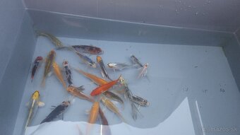 Predám Japonské butterfly koi kapre aj normálne - 2