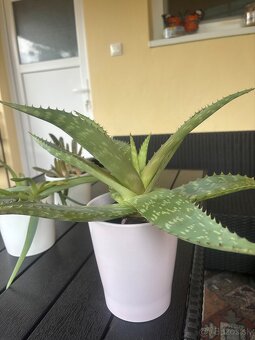 Predam pravé aloe - 2