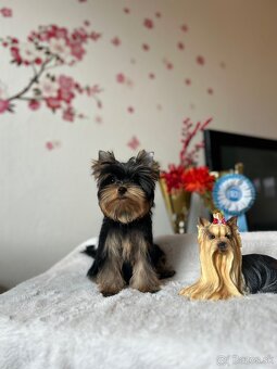 Yorkshire terrier, jork, jorksirsky terrier s PP - 2