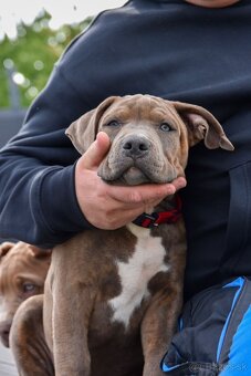 Šteniatka American Bully XL s pp na predaj - 2