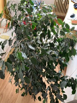 Predám izbový kvet FICUS BENJAMINA - 2
