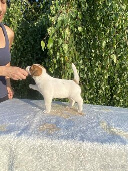 Jack Russell terier s PP - 2